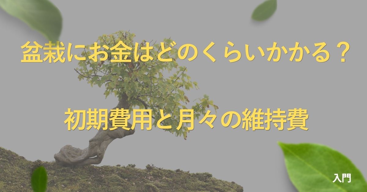 bonsai-cost-guide