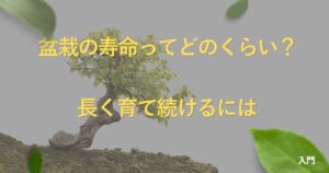 bonsai-lifespan