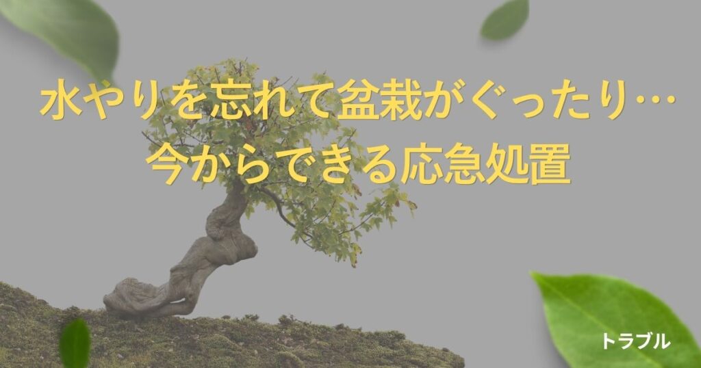 bonsai-forgot-watering