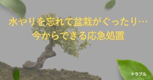 bonsai-forgot-watering