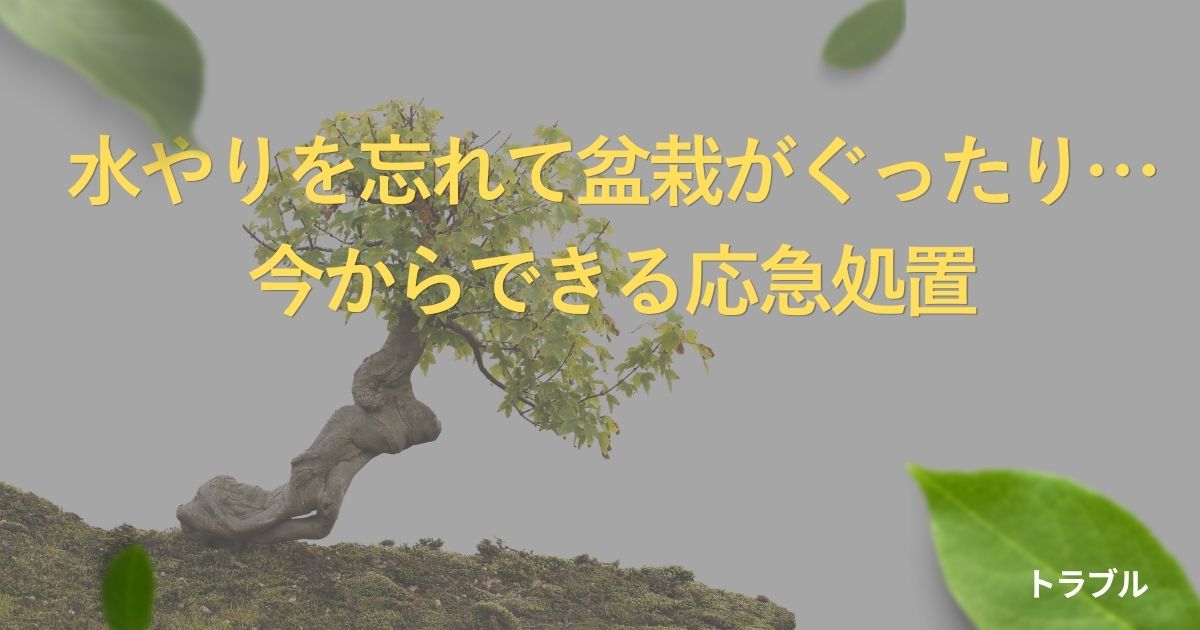 bonsai-forgot-watering