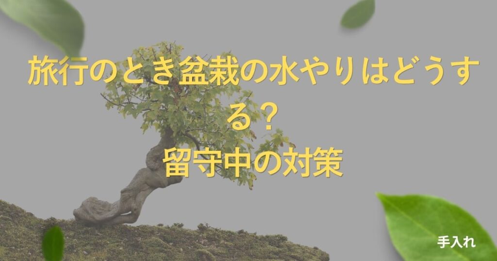 bonsai-travel-watering