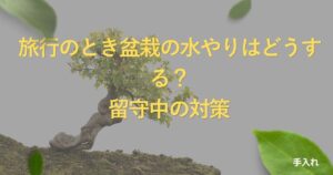bonsai-travel-watering