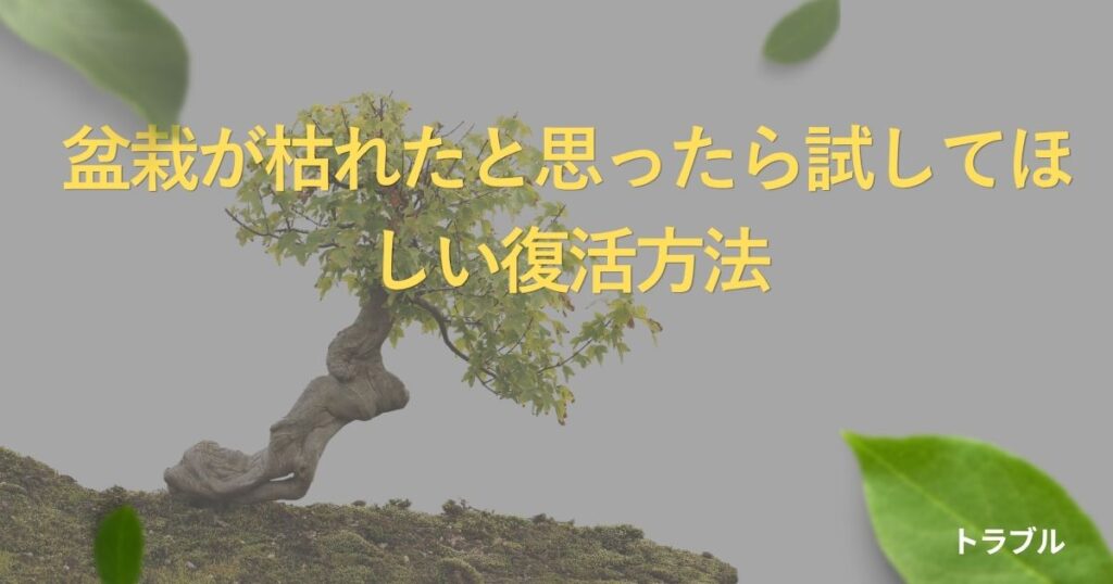 bonsai-revival-guide