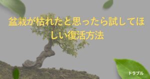 bonsai-revival-guide