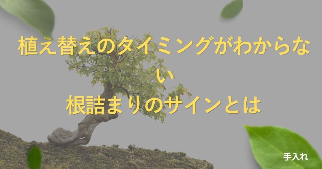 bonsai-repotting-timing