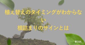 bonsai-repotting-timing