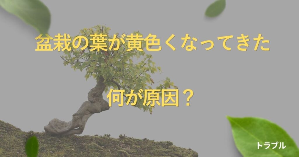 bonsai-yellow-leaves