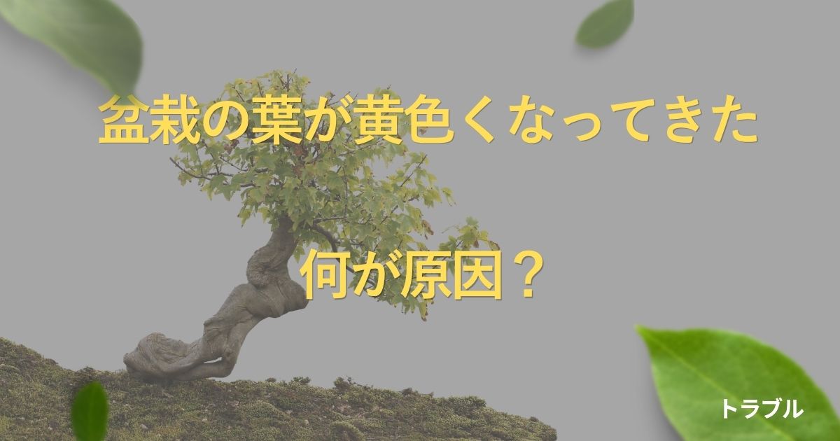 bonsai-yellow-leaves