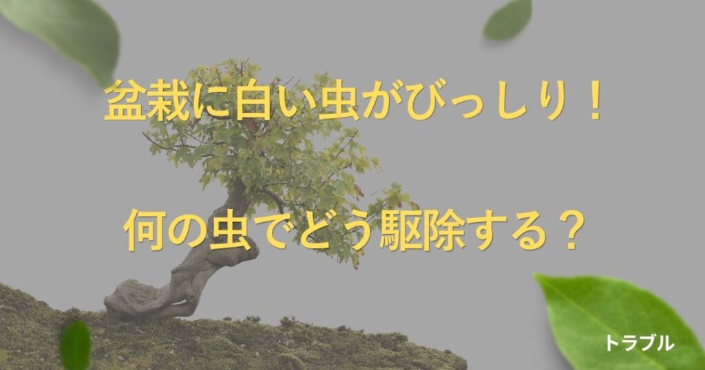 bonsai-white-bugs