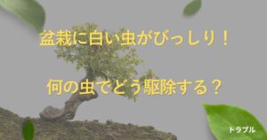 bonsai-white-bugs