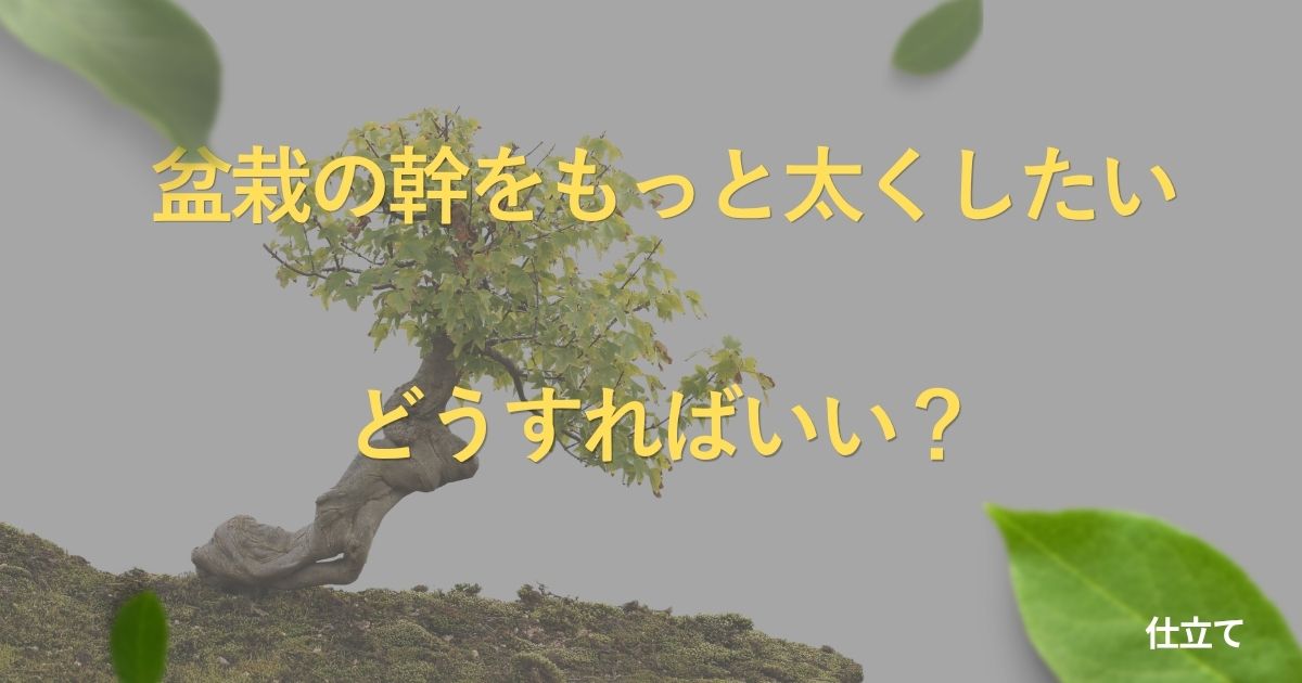 bonsai-thick-trunk