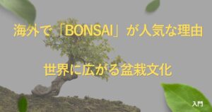 bonsai-worldwide